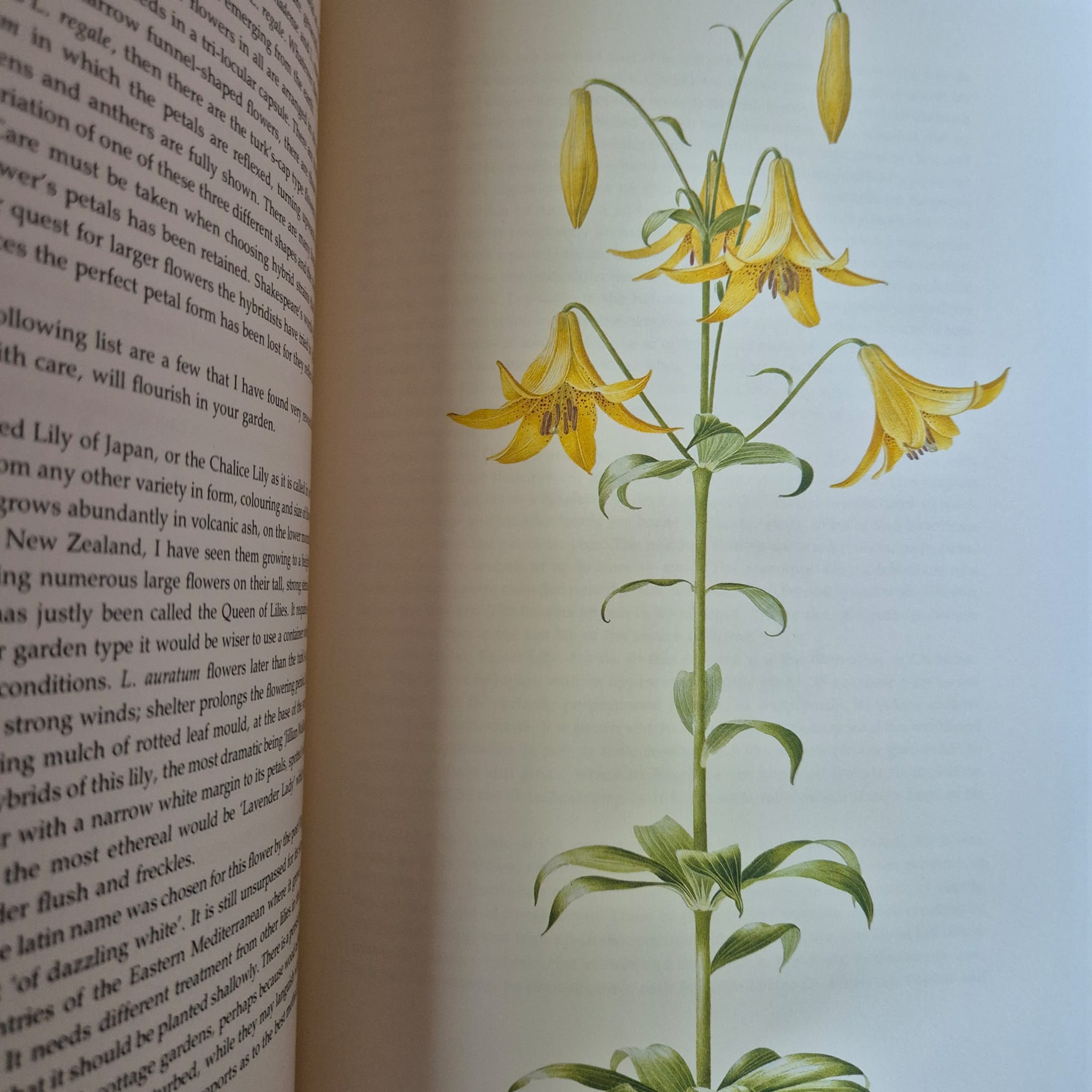 'The Uncommon Garden' by Joan Law-Smith