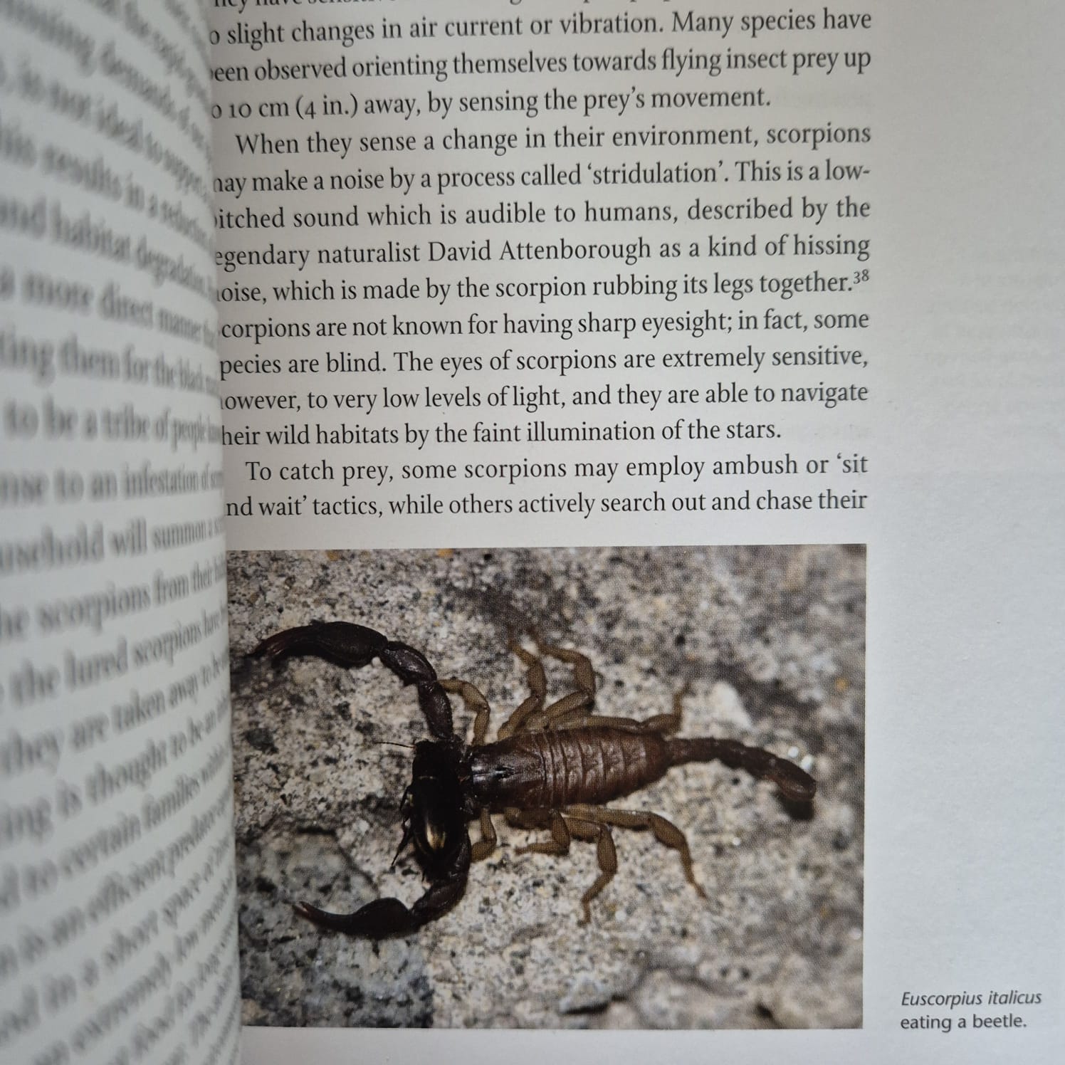'Scorpion' by Louise M. Pryke