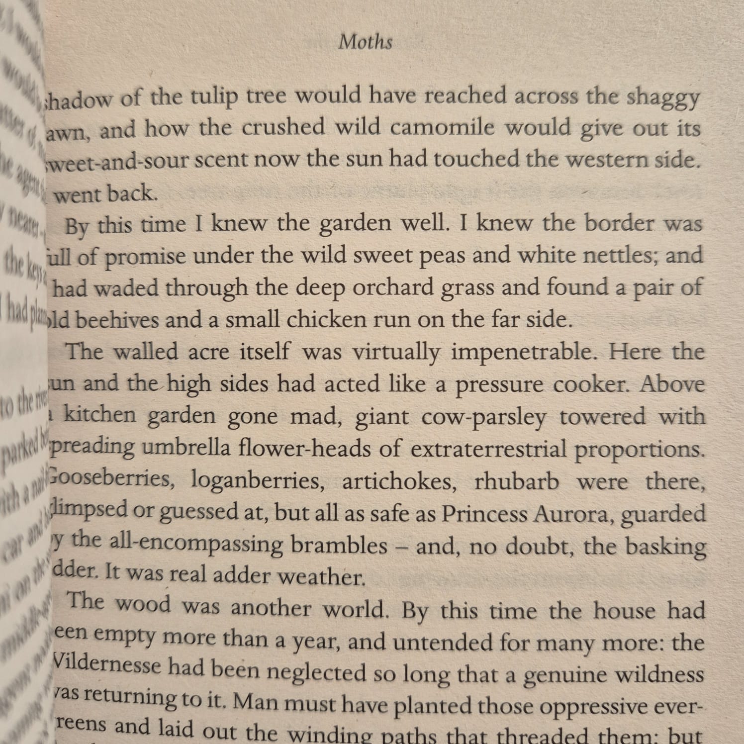 'Moths' by Rosalind Ashe