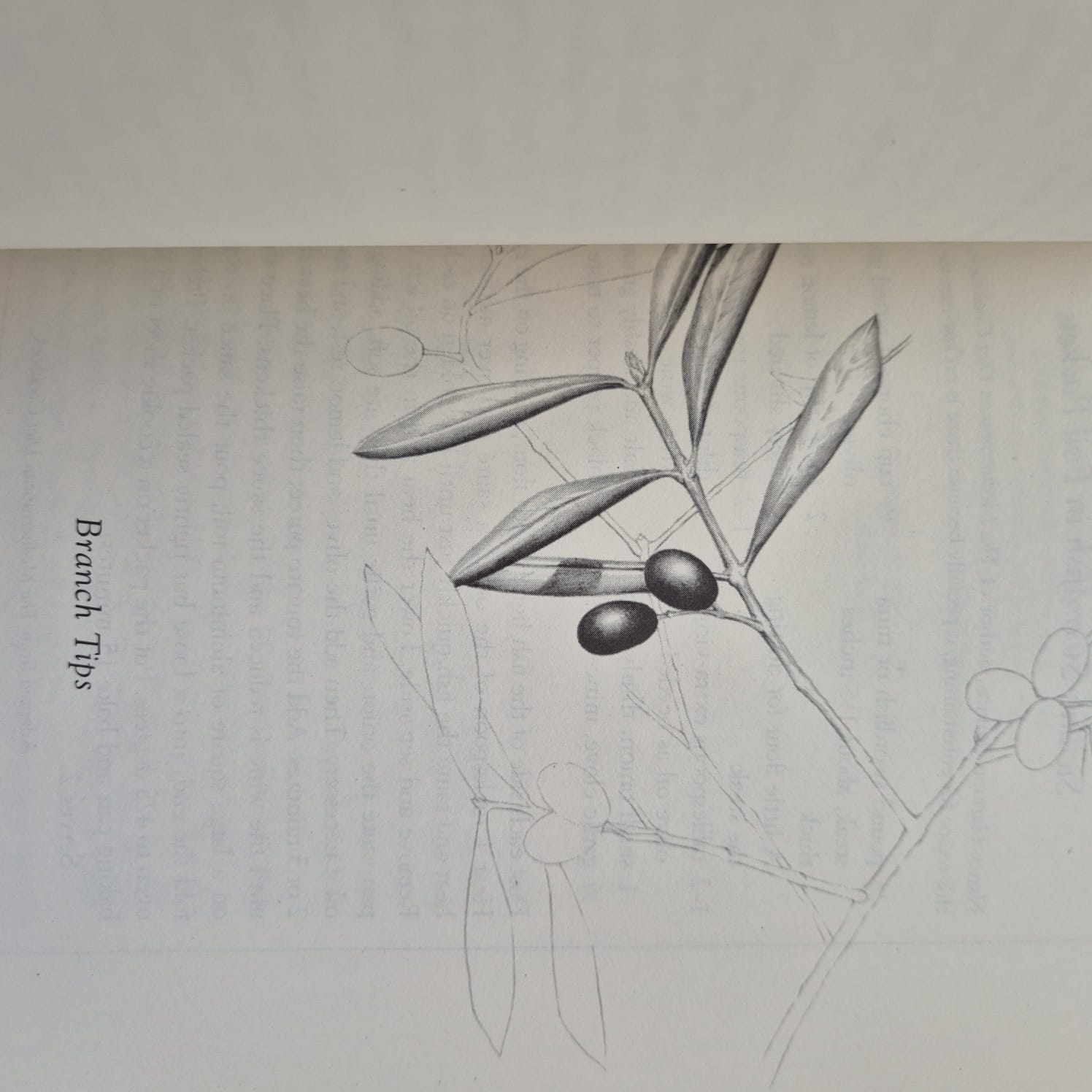 'Olives: The Life and Lore of a Noble Fruit' by Mort Rosenblum