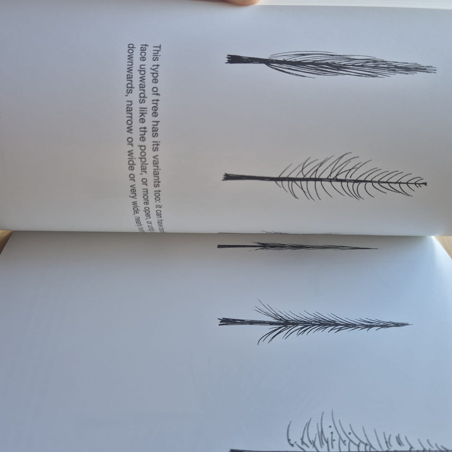 'Drawing a Tree' by Bruno Munari