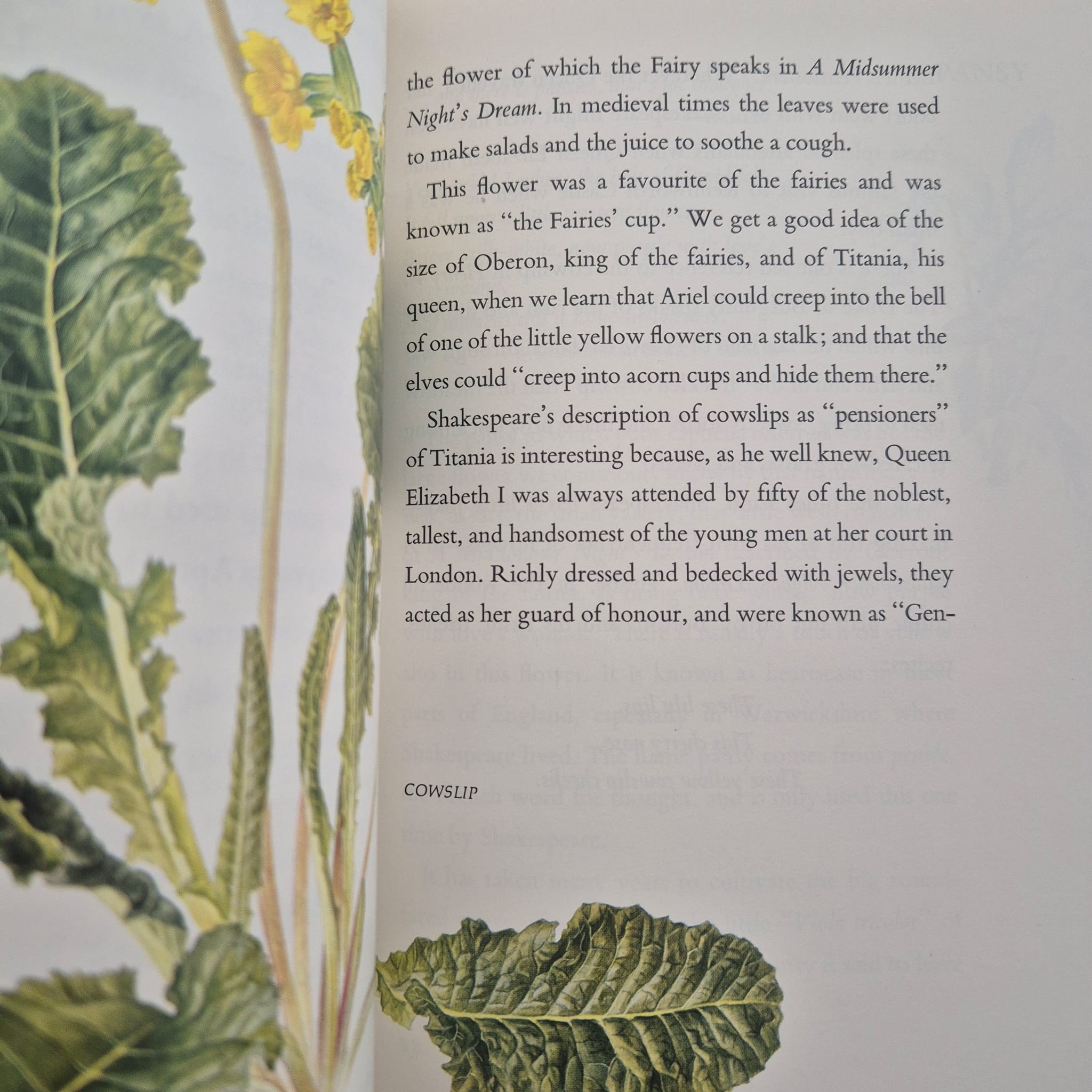 'Shakespeare’s Flowers' by Jessica Kerr, illustrated by Anne Ophelia Dowden