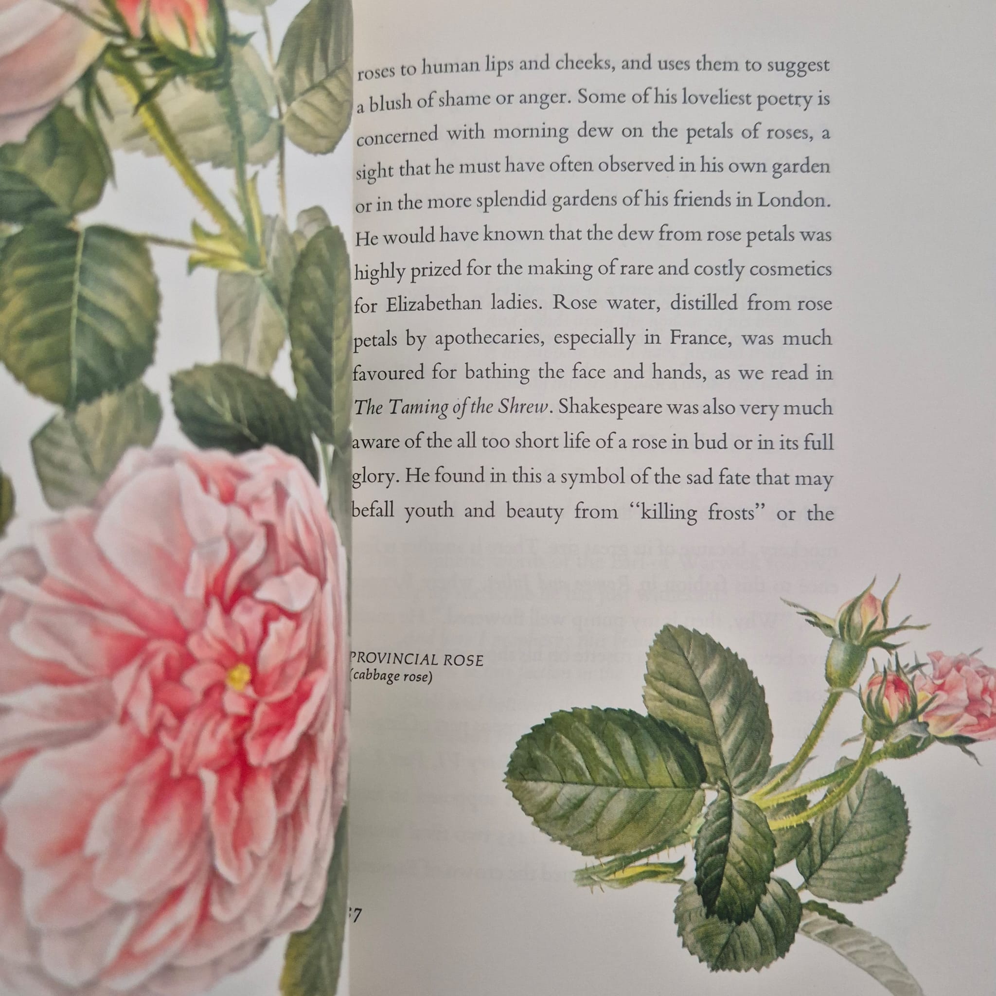 'Shakespeare’s Flowers' by Jessica Kerr, illustrated by Anne Ophelia Dowden