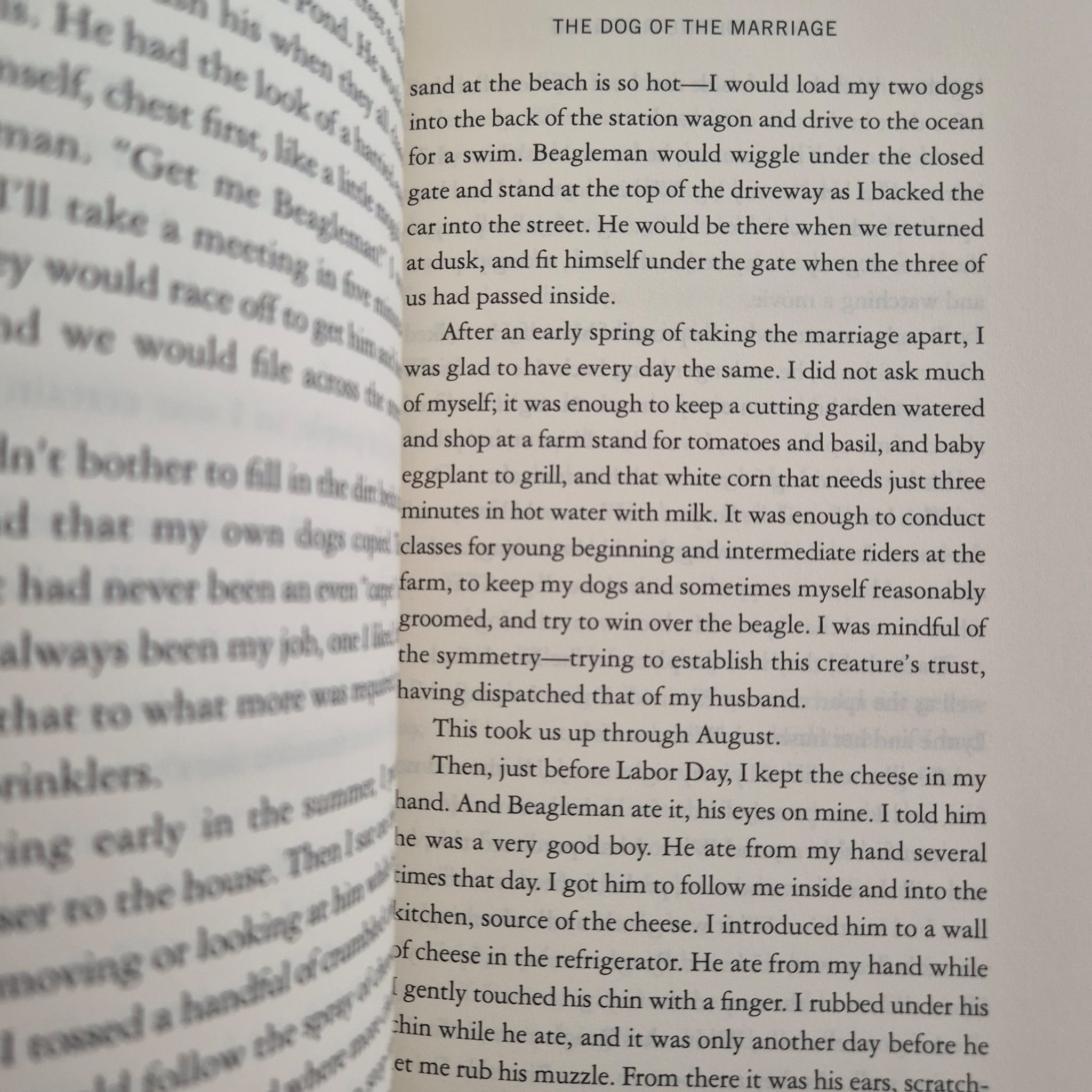 'The Dog of the Marriage' by Amy Hempel