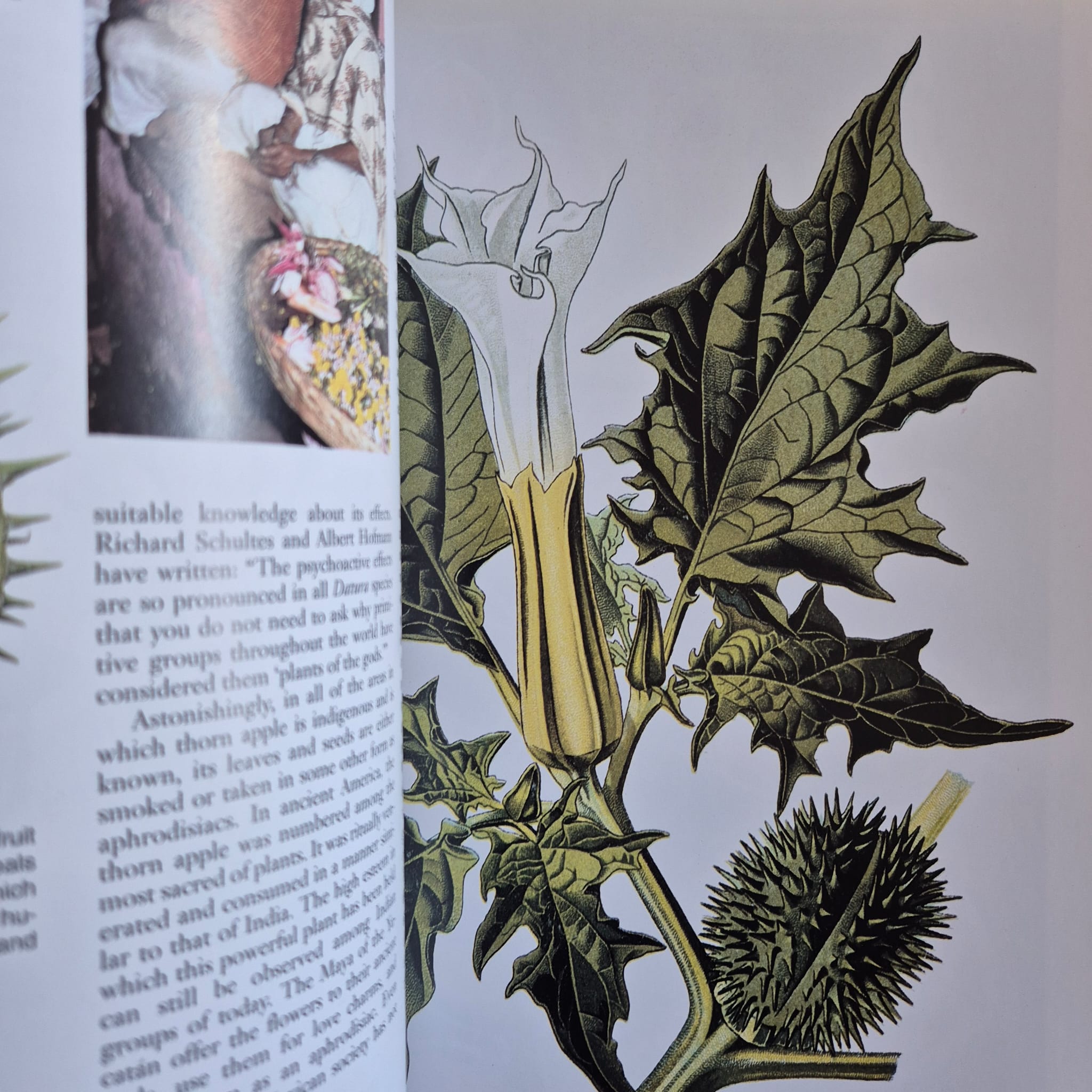 'Plants of Love' by Christian Rätsch